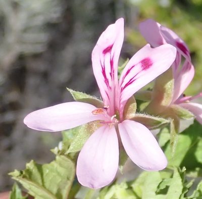 Pelargonium pseudoglutinosum, photographed by Nicola van Berkel