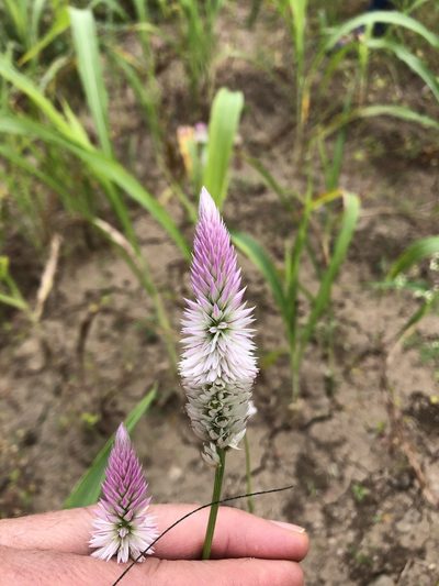 Celosia spicata, photographed by James Duncan