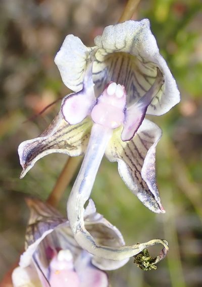 Disa multifida, photographed by Nicola van Berkel