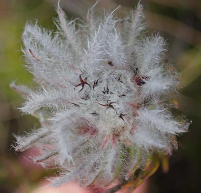 Phylica meyeri, photographed by Nicola van Berkel