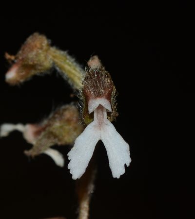 Zeuxine longilabris, photographed by S.MORE