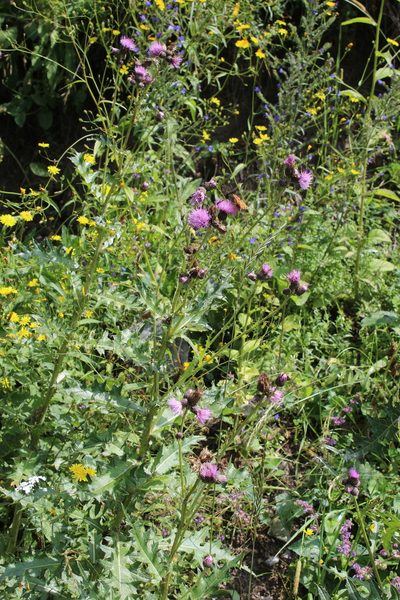 Cirsium pubigerum, photographed by Dmitriy Bochkov