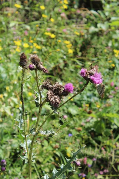 Cirsium pubigerum, photographed by Dmitriy Bochkov