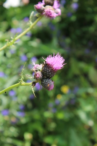 Cirsium pubigerum, photographed by Dmitriy Bochkov