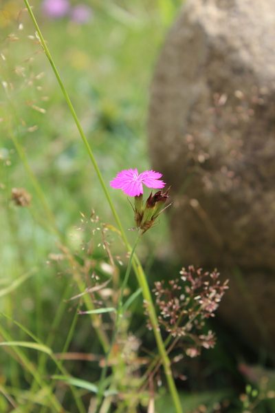 Dianthus ruprechtii, photographed by Dmitriy Bochkov