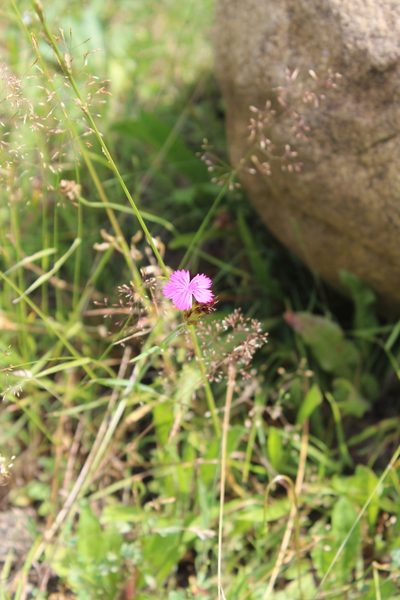 Dianthus ruprechtii, photographed by Dmitriy Bochkov