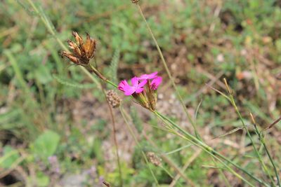 Dianthus ruprechtii, photographed by Dmitriy Bochkov
