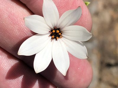 Dimorphotheca acutifolia, photographed by Dave U
