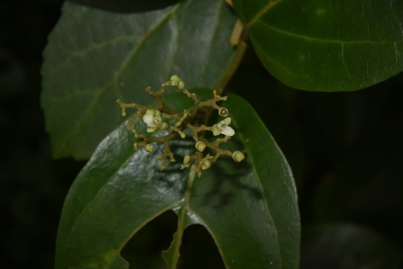 Premna corymbosa, photographed by S.MORE