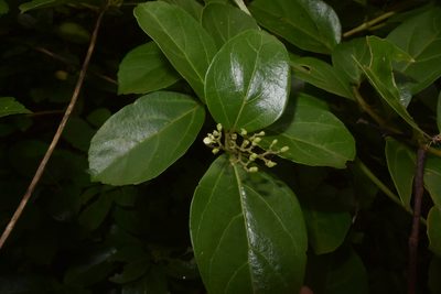 Premna corymbosa, photographed by S.MORE