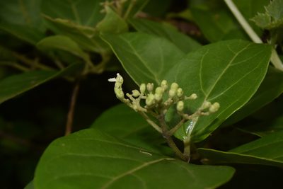 Premna corymbosa, photographed by S.MORE