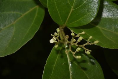 Premna corymbosa, photographed by S.MORE