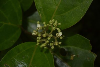 Premna corymbosa, photographed by S.MORE