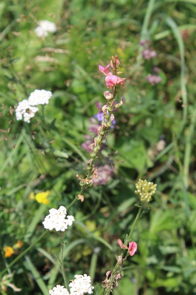 Onobrychis inermis, photographed by Dmitriy Bochkov