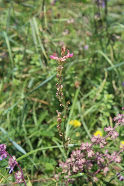 Onobrychis inermis, photographed by Dmitriy Bochkov