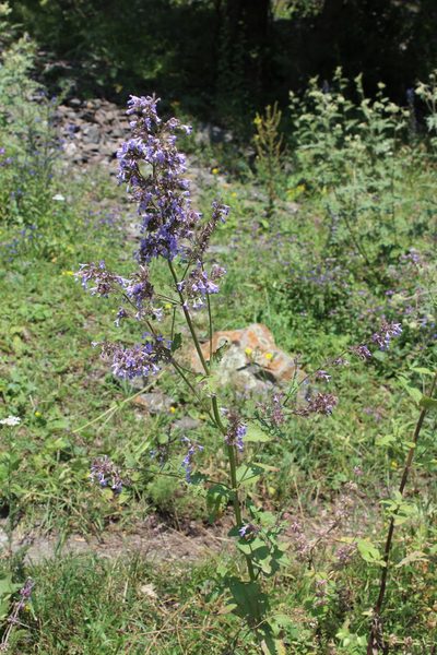 Nepeta grandiflora, photographed by Dmitriy Bochkov