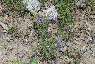 Teucrium orientale, photographed by Dmitriy Bochkov