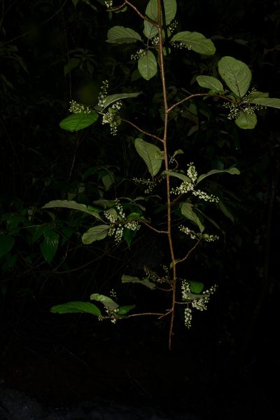 Embelia tsjeriam-cottam, photographed by S.MORE