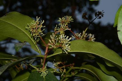 Ixora brachiata, photographed by S.MORE