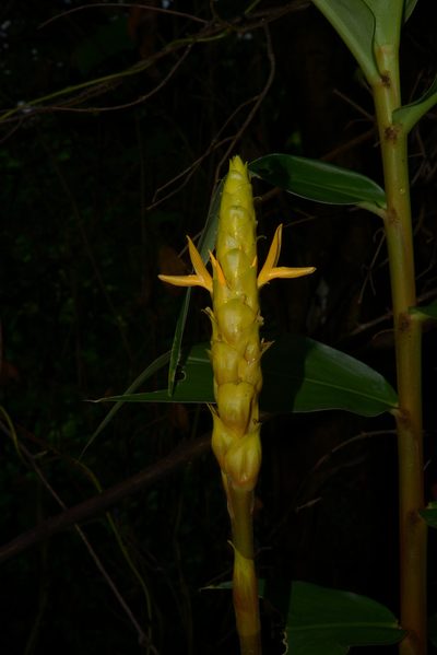 Zingiber neesanum, photographed by S.MORE