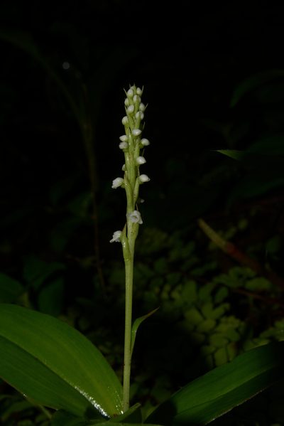 Peristylus lawii, photographed by S.MORE