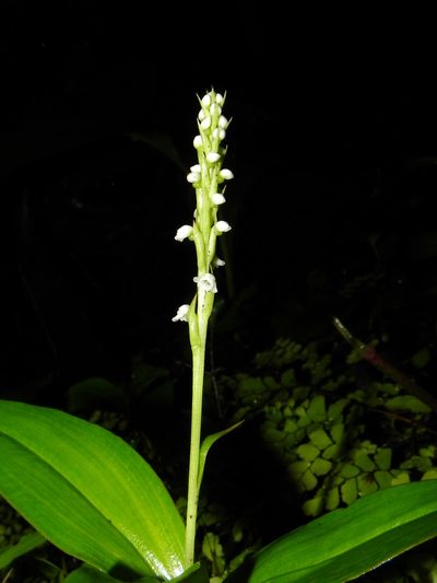 Peristylus lawii, photographed by S.MORE