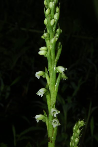 Peristylus lawii, photographed by S.MORE