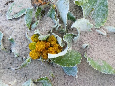 Senecio candidans, photographed by Alison Copeland