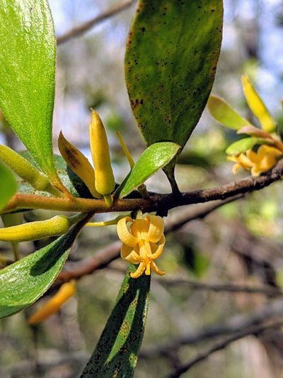 Persoonia stradbrokensis, photographed by Nick Swanson