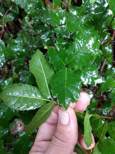 Quercus parvula, photographed by Ken-ichi Ueda