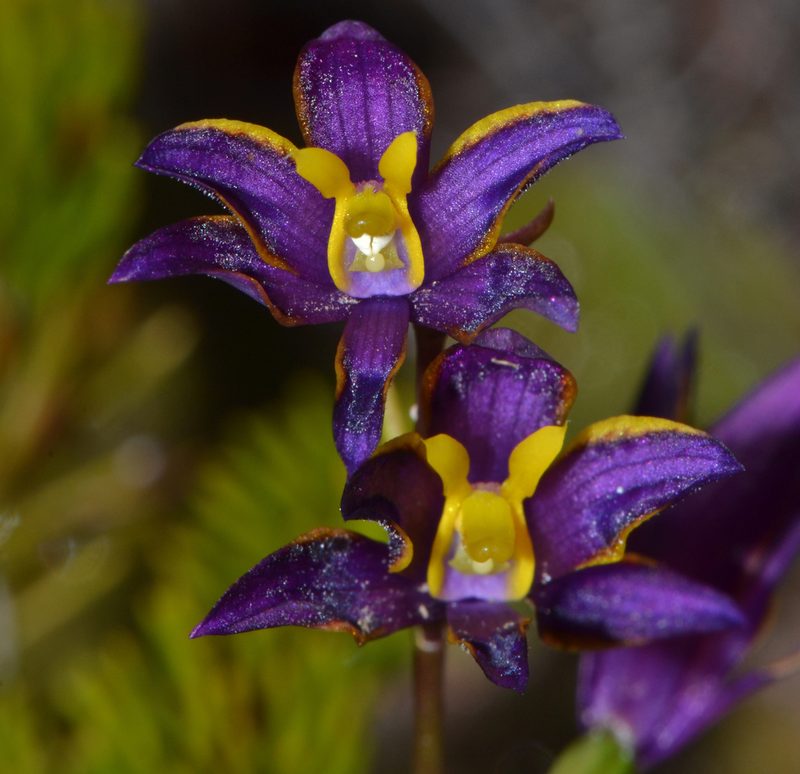 Thelymitra apiculata, photographed by T. Hammer