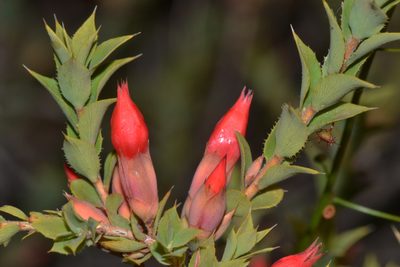 Styphelia serratifolia, photographed by T. Hammer