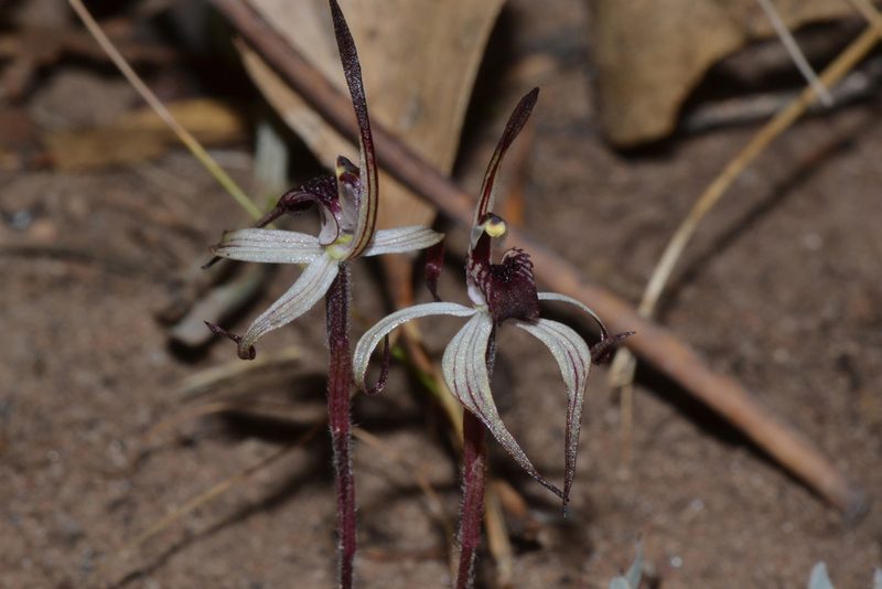 Caladenia drummondii, photographed by T. Hammer