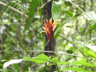 Heliconia mathiasiae, photographed by Wouter Koch