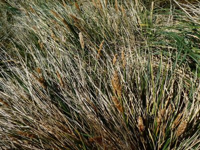 Poa flabellata, photographed by Alison Copeland