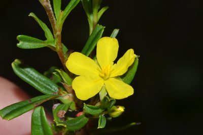 Hibbertia racemosa, photographed by T. Hammer