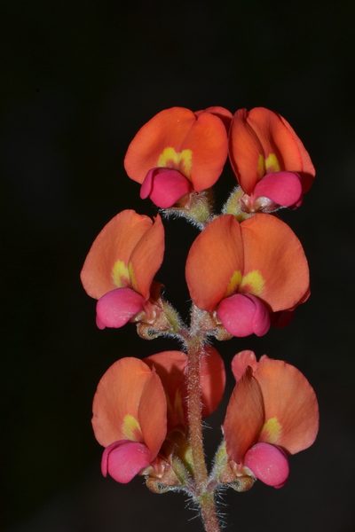 Gastrolobium villosum, photographed by T. Hammer