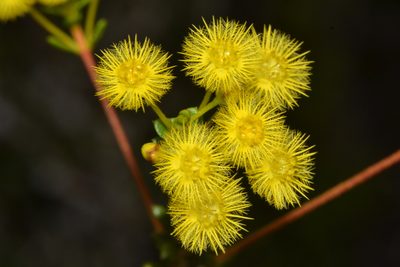 Verticordia acerosa, photographed by T. Hammer