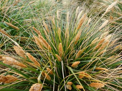 Poa flabellata, photographed by Alison Copeland