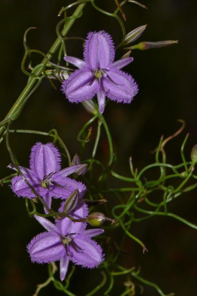 Thysanotus manglesianus, photographed by T. Hammer