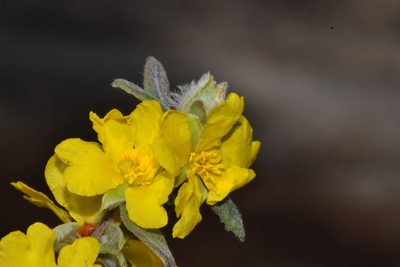 Hibbertia commutata, photographed by T. Hammer