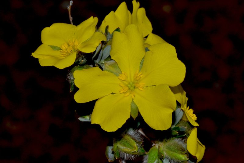 Hibbertia glomerosa, photographed by T. Hammer