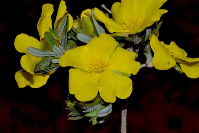 Hibbertia glomerosa, photographed by T. Hammer