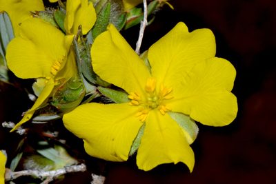 Hibbertia glomerosa, photographed by T. Hammer