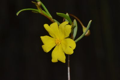 Hibbertia stellaris, photographed by T. Hammer