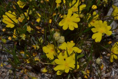 Hibbertia stellaris, photographed by T. Hammer