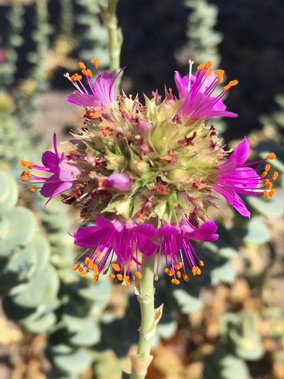 Cistanthe celosioides, photographed by Matt Berger