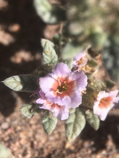 Tiquilia atacamensis, photographed by Matt Berger