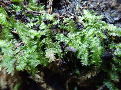 Plagiothecium denticulatum, photographed by Randal