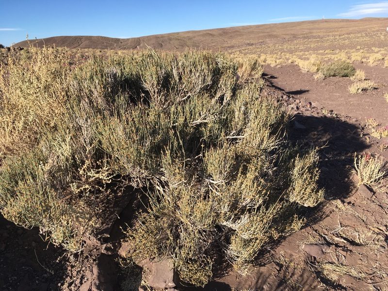 Ephedra breana, photographed by Matt Berger